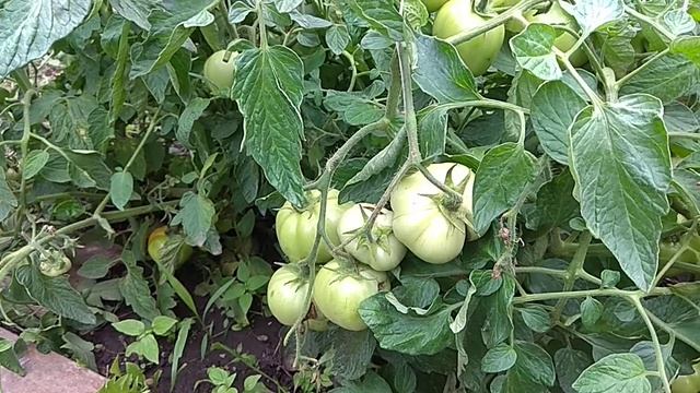 Томат тройка смотреть онлайн