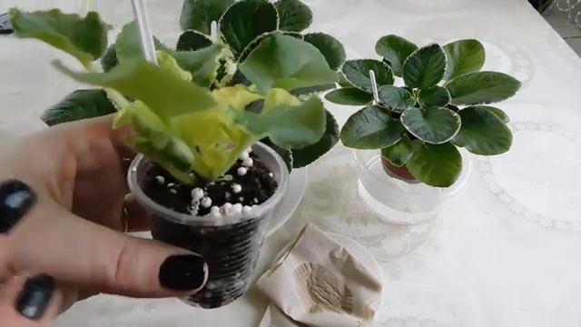 Фиалка залита водой! Как убрать лишнюю влагу с горшка? смотреть онлайн