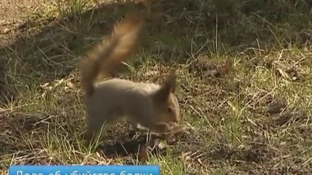 Дело о расстреле белки смотреть онлайн