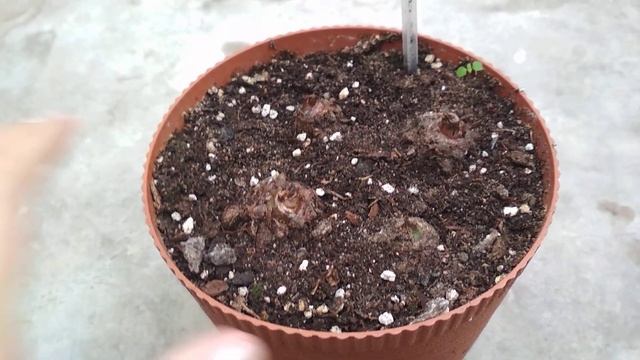 Замиокулькас через месяц после реанимации? смотреть онлайн