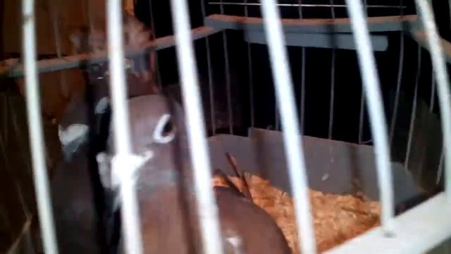 Русские почтовые голуби красного цвета. Продаю голубей в г. Тула. смотреть онлайн