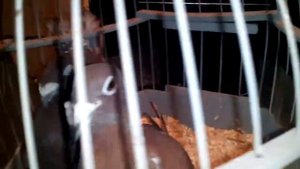 Русские почтовые голуби красного цвета.  Продаю голубей в г. Тула.