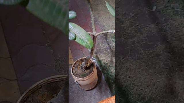 champa plant in pot with Areca palm on ground 🌴