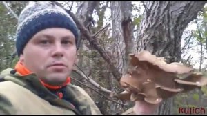 Вешенки дикие Гриб вешенка в природе