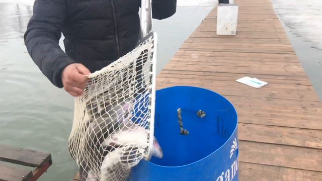 Зарыбление 100 кг форели смотреть онлайн