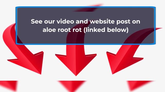 Why Your Aloe Is Turning Brown & What To Do About It смотреть онлайн