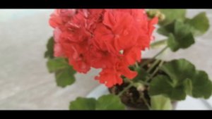 Пеларгония сорта Эдвардс Тоскана