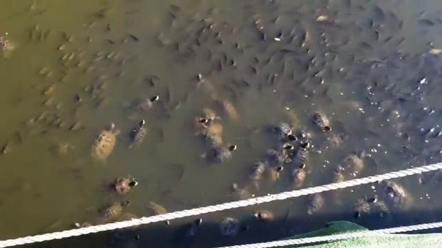 Краснодар 2016. Сентябрь. смотреть онлайн