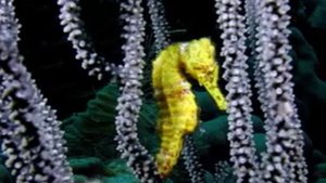 Морские коньки