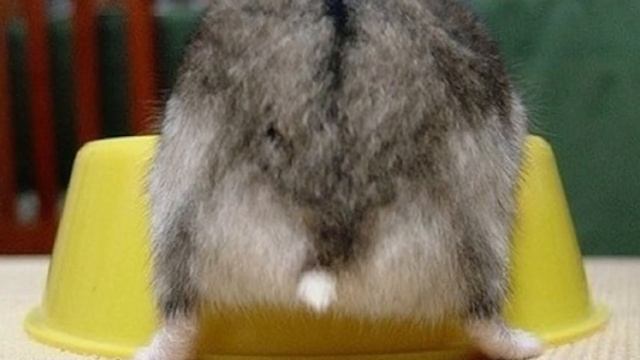 Почему они бегают в колесе: что известно о джунгарских хомячках