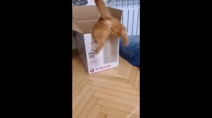 Социальная шизофрения 2.0 часть пятая/прикол/комедия