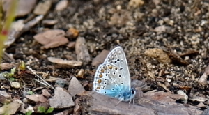 Подружилились с голубой бабочкой. Зовут - Голубянка. Стрелка. Нижний Новгород.