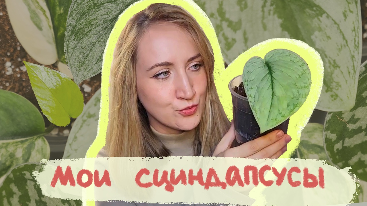 Мои СЦИНДАПСУСЫ | Обзор моей КОЛЛЕКЦИИ смотреть онлайн