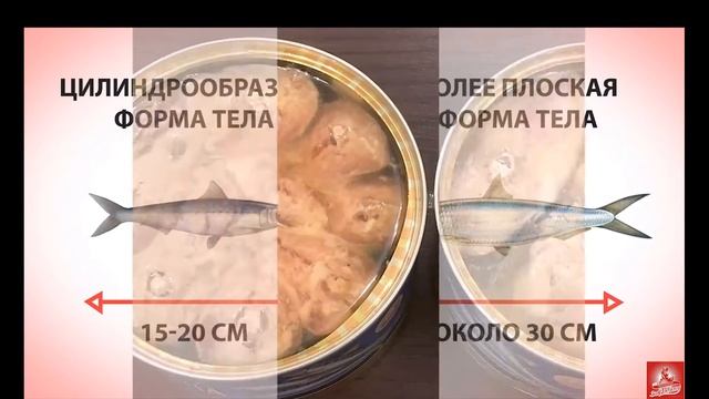 Сардина и Сардинелла смотреть онлайн