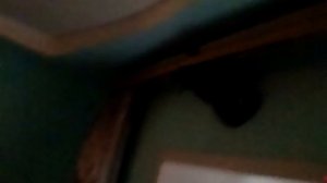 Как правильно выгонять чужого кота виселку