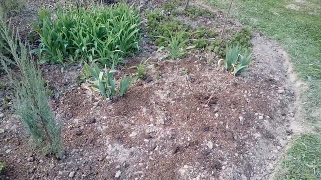 С 1 мая! Нашему каналу 1 год! Краткий обзор сада и огорода. смотреть онлайн