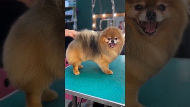 👌Идеальные линии #шпиц #pomeranian #shpitz #moments #моменты #grooming #груминг