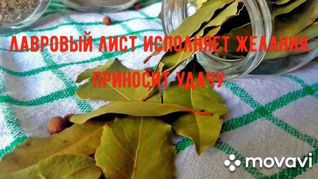Приметы. Лавровый лист исполняет желания и приносит удачу.