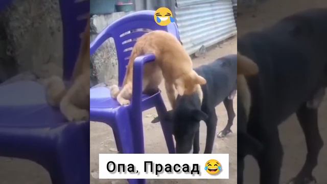 Опа, Прасад