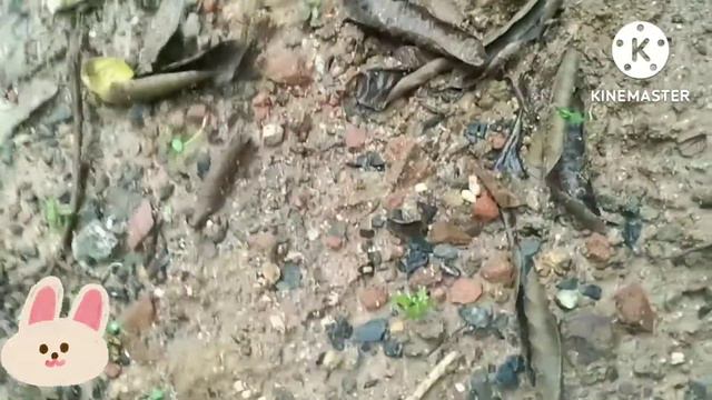 Selaginella Plants Amar Sanjiwani booti plants are amazing