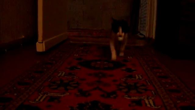 Кошка Пипка приносит шарик