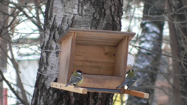 Кормушка для птиц и белок 17.11.23. смотреть онлайн
