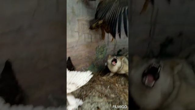 ЧУЧЕЛА ЖИВОТНЫХ И ПТИЦ (БУДТО ЖИВЫЕ!) ?#чучела #животные# #animals#птицы#музей