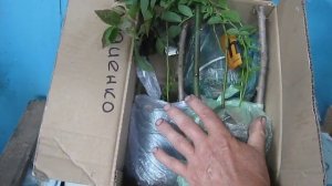 Идеальная упаковка саженцев черники для пересылки почтой