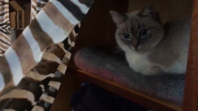 КОШКА МУСЯ СПРЯТАЛАСЬ В ШКАФ - СНЕГОПАД ЗА ОКНОМ! смотреть онлайн