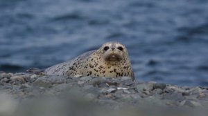Более тысячи детёнышей ларг появилось на свет в южном Приморье.
