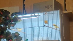 Как строит гнездо тростниковый астрильд