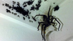 10 ОПАСНЕЙШИХ ПАУКОВ