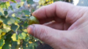 Виноград Байрон 13.09.2024г.- Самара  т. 89277329034