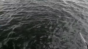 Поводок для щуки ИМЕЕТ ЗНАЧЕНИЕ! Хард моно против струны. Рыбалка на спиннинг вдоль травы.