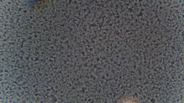 Лепидоцид СК - Bacillus thuringiensis var. kurstaki Z-52 (споро-кристаллический комплекс) -1 video смотреть онлайн