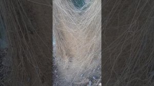 рыболовная сеть косорама в три полурамника 55 длиной 200 метров 095 460 64 29 ждём  звонка клиента