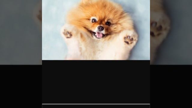 Какой вы щенок по знаку зодиака смотреть онлайн