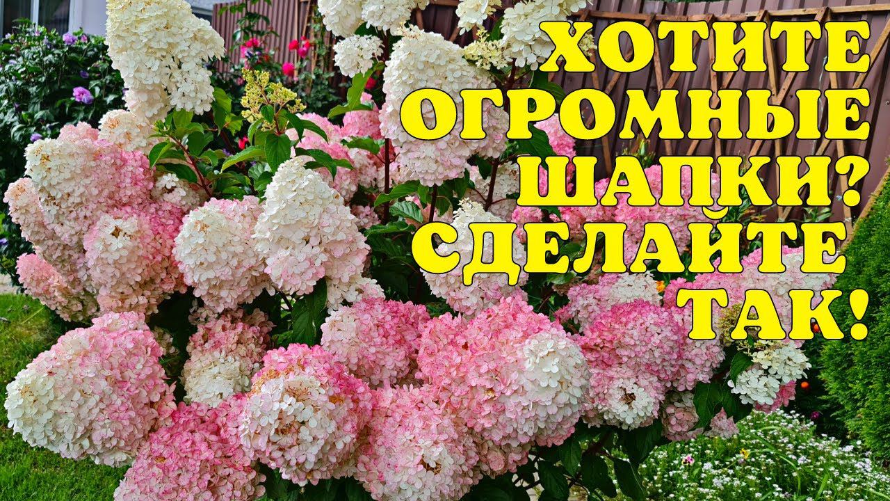 Хотите ОГРОМНЫЕ ШАПКИ? Сделайте ТАК С ГОРТЕНЗИЯМИ перед цветением