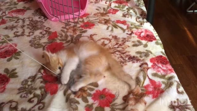 У Лео ещё одна игрушка, счастья немерено 🐱💕 Убираемся в манеже, пока котёнок играет с мышкой 🐾 смотреть онлайн