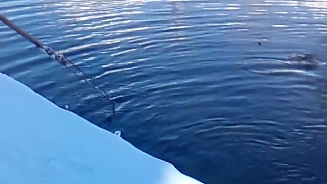 Ловля РЫБЫ на базе отдыха в с.Ключи пермского края 04.02.2017. смотреть онлайн