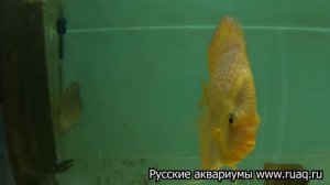 Мы в гостях у Сергея Шилова. Питомник Дискус1. Discus1