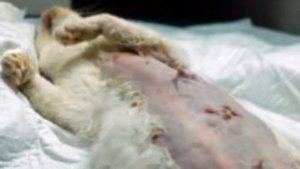 Дети-живодёры избивают кошек ногами, забивают палками, выкалывают глаза. Ну что с ними делать?
