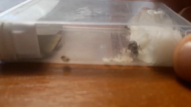 Родилса новый муравей !!! смотреть онлайн