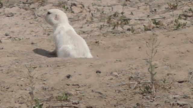 Суслик-альбинос в степях Туркестанской области смотреть онлайн