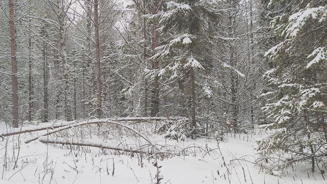 Заснеженный лес. ч.6. Декабрь 2023
