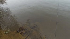 Zemex Impressive 732 (21+)