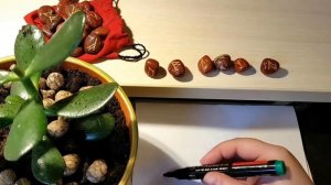 РУНЫ ДЛЯ РОСТА И РАЗВИТИЯ КОМНАТНЫХ РАСТЕНИЙ