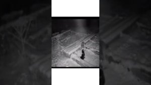 Волк загрыз и утащил сторожевую собаку