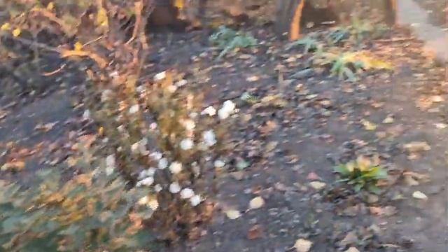 Купили унитаз! Едем заказывать деревянный туалет) Красное седло на троне)