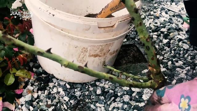 Сажаем розы на геотекстиль. Шикарные клумбы из роз в вашем саду! смотреть онлайн